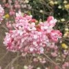 Viorne D'hiver - Viburnum Bodnantense Dawn -Promesse de fleurs Boutique viburnum bodnantense dawn 7629 5