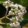 Viorne - Viburnum Le Bois Marquis 2 Viorne - Viburnum Le Bois Marquis -Promesse de fleurs Boutique viburnum le bois marquis 7818 1 3