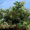 Viburnum Lucidum - Viorne Luisante -Promesse de fleurs Boutique viburnum lucidum arbustes 15748 1