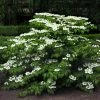 Viorne De Chine - Viburnum Plicatum Mariesii -Promesse de fleurs Boutique viburnum plicatum mariesii 84382 1