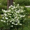Viorne - Viburnum Plicatum Opening Day -Promesse de fleurs Boutique viburnum plicatum opening day 87408 2
