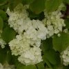 Viorne - Viburnum Plicatum Popcorn -Promesse de fleurs Boutique viburnum plicatum popcorn 7961 5