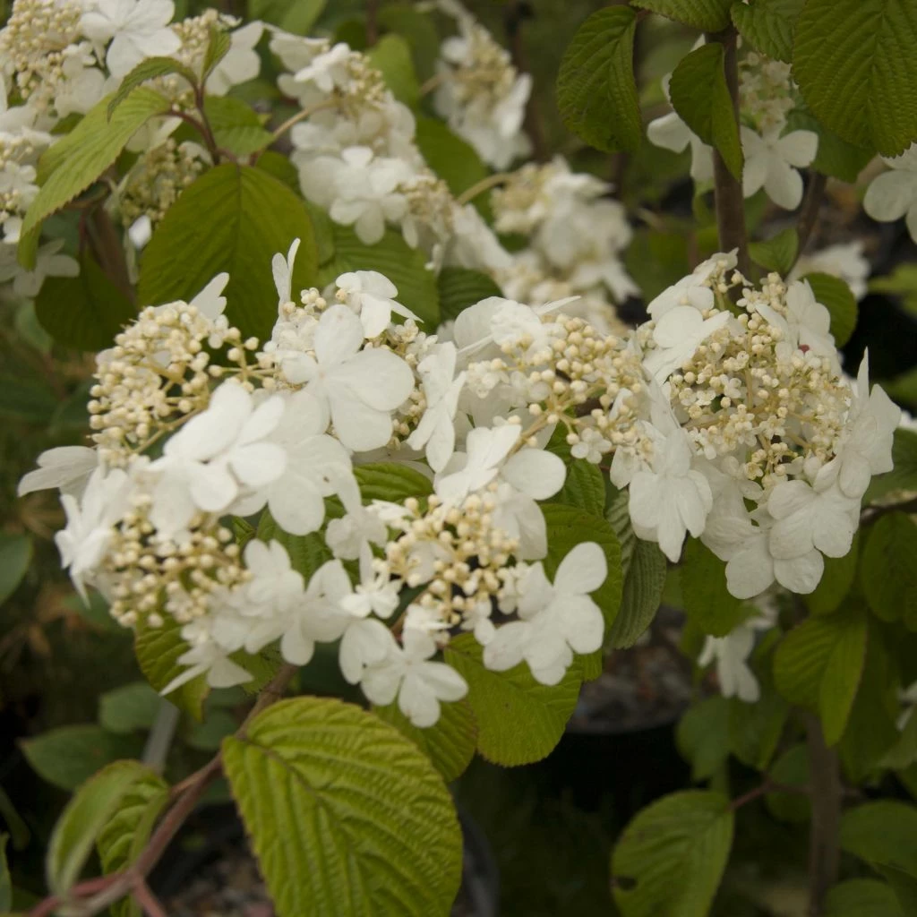Viorne De Chine - Viburnum Plicatum Shasta 3 Viorne De Chine - Viburnum Plicatum Shasta