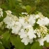 Viorne - Viburnum Plicatum Summer Snow Flake -Promesse de fleurs Boutique viburnum plicatum summer snow flake 7518 1