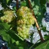 Vigne Muscat Champion -Promesse de fleurs Boutique vigne vitis Muscat blanc 771563 1