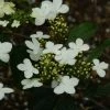 Viorne - Viburnum Plicatum Watanabe -Promesse de fleurs Boutique viorne viburnum plicatum watanabe PC douce 1