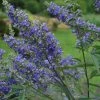 Vitex Agnus-castus Delta Blues - Gattilier -Promesse de fleurs Boutique vitex agnus castus delta blues 81424 1