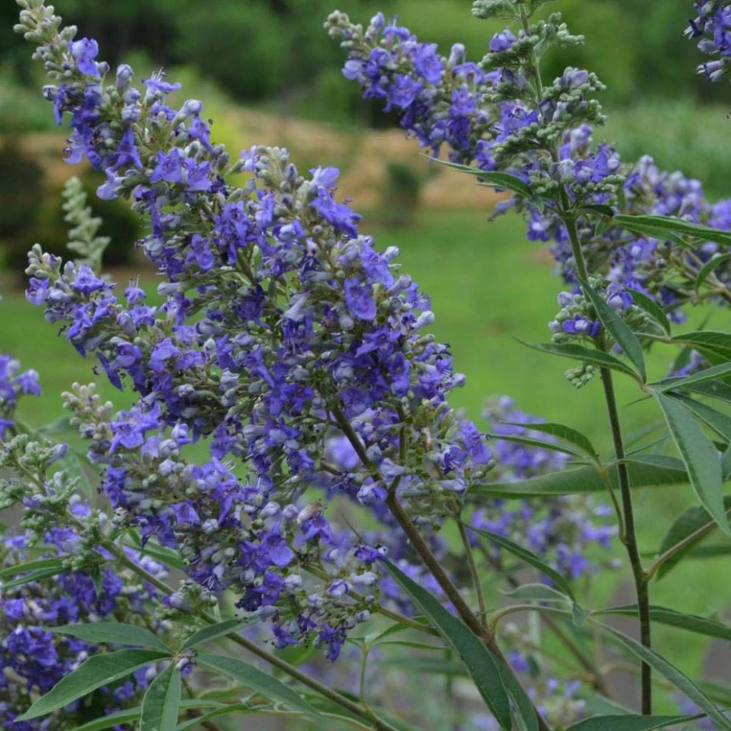 Vitex Agnus-castus Delta Blues - Gattilier 3 Vitex Agnus-castus Delta Blues - Gattilier