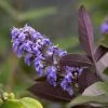 Vitex Agnus-castus Flip Side - Gattilier -Promesse de fleurs Boutique vitex flip side copyright f