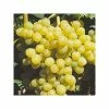 Vigne - Vitis Palatina -Promesse de fleurs Boutique vitis vinifera palatina livre en hauteur 125 150 cm 4l 5l 1 1