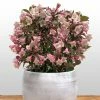 Weigela Florida Vintage Love -Promesse de fleurs Boutique weigela florida vintage love 16350 1