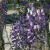Glycine Du Japon - Wisteria Floribunda Domino Ou Issai -Promesse de fleurs Boutique wisteria floribunda domino 771557 1