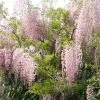 Glycine Du Japon - Wisteria Floribunda Honbeni (Rosea, Pink Ice) -Promesse de fleurs Boutique wisteria floribunda rosea 771556 1