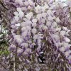 Glycine Grande Diva Maria - Wisteria (x) Venusta 2 Glycine Grande Diva Maria - Wisteria (x) Venusta -Promesse de fleurs Boutique wisteria maria if minier 16196 1