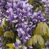 Glycine Grande Diva Nathalie - Wisteria (x) Venusta -Promesse de fleurs Boutique wisteria nathalie if minier16059 1