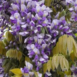 Glycine Grande Diva Nathalie - Wisteria (x) Venusta