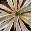 Yucca Gloriosa Citrus Twist® - Dague Espagnole -Promesse de fleurs Boutique yucca gloriosa citrus twist 15357 1