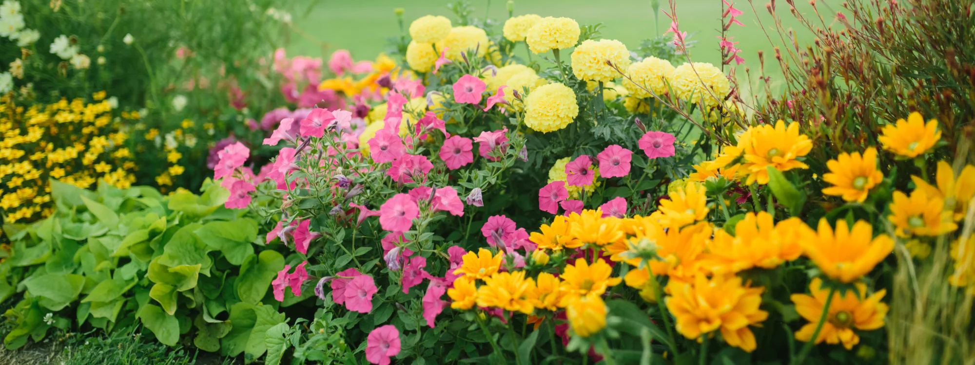 Magasin Promesse de fleurs 21 Magasin Promesse de fleurs -Promesse de fleurs Boutique Entretien vivace platebande fleur