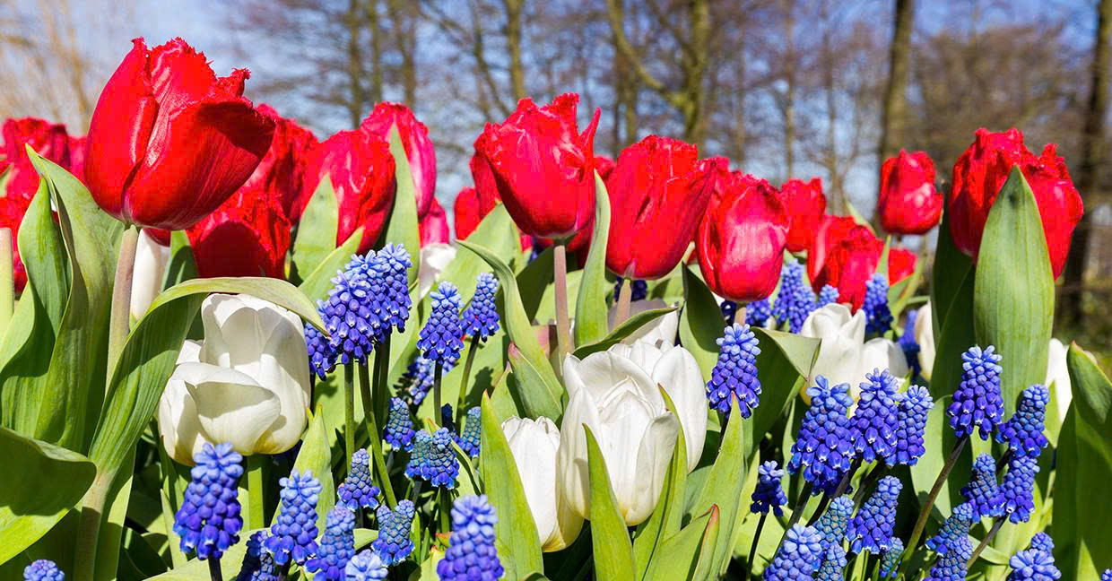 Magasin Promesse de fleurs 4 Magasin Promesse de fleurs -Promesse de fleurs Boutique z6976783163887 b23b34edc85eb9cb6ba0391b781e4c3d